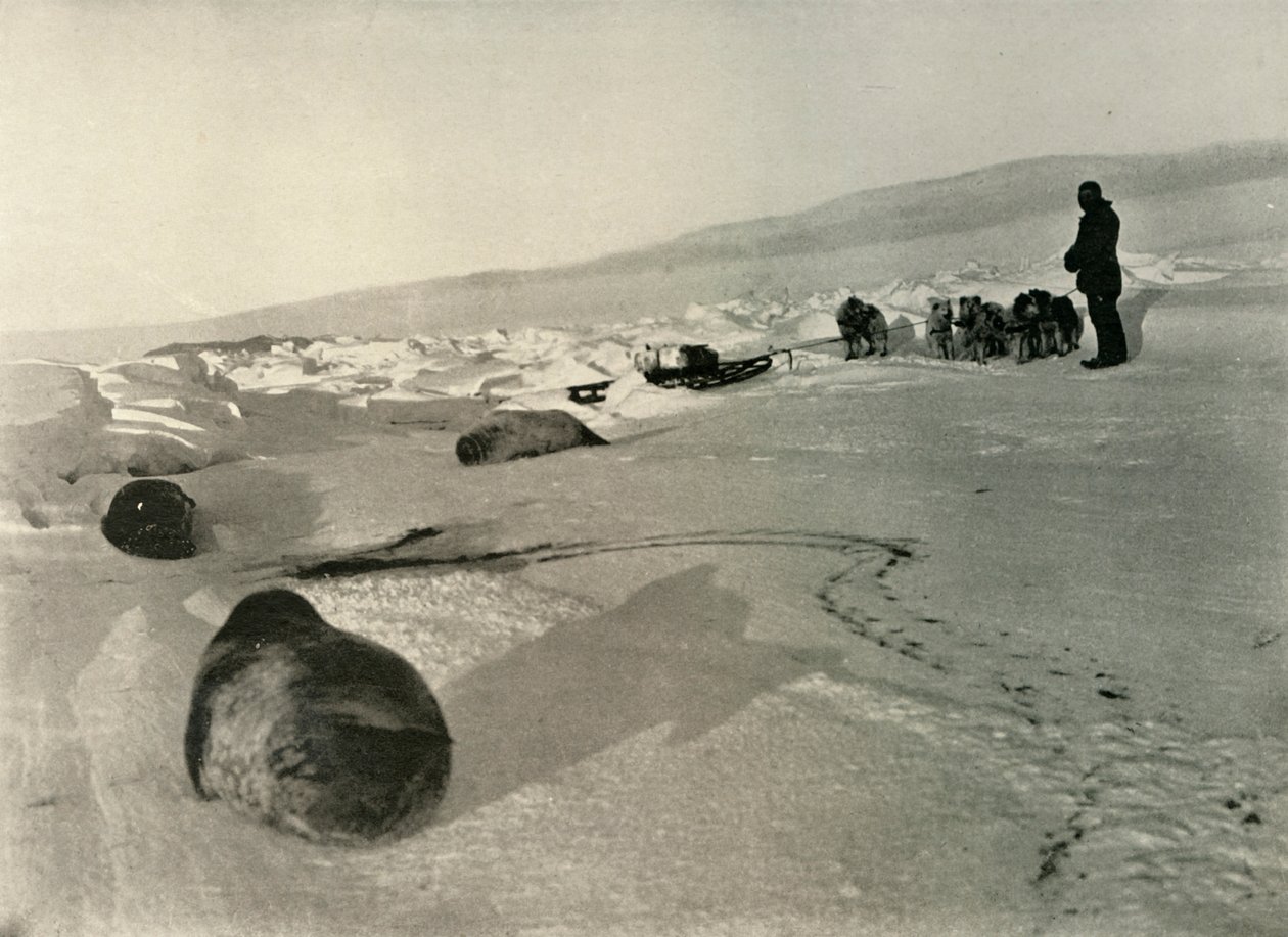 Kışlık Bölgeler İçin Fok Eti Taşımak, c1908, 1909 by Unbekannt
