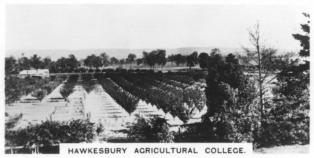 Hawkesbury Tarım Koleji, Yeni Güney Galler, Avustralya, 1928 by Unbekannt
