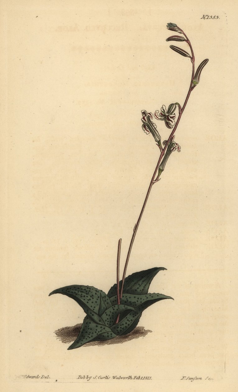 Haworthia venosa (Kıvrımlı aloe, Aloe recurva) by Unbekannt