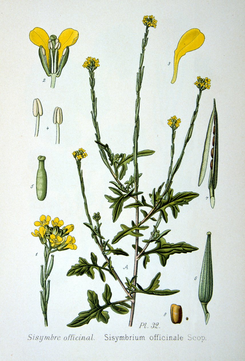 Çit hardalı, 1893 by Unbekannt