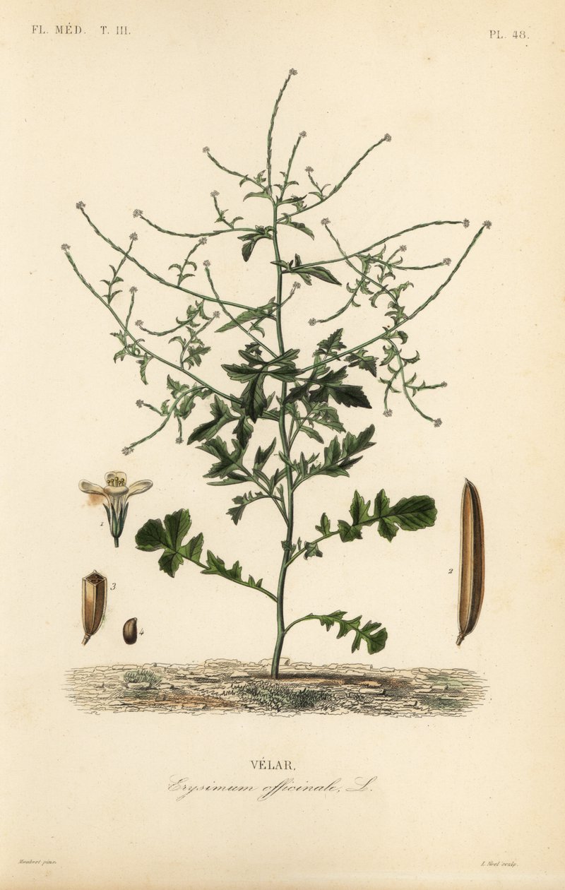 Hedge hardal, Sisymbrium officinale, Erysimum officinale, Velar by Unbekannt