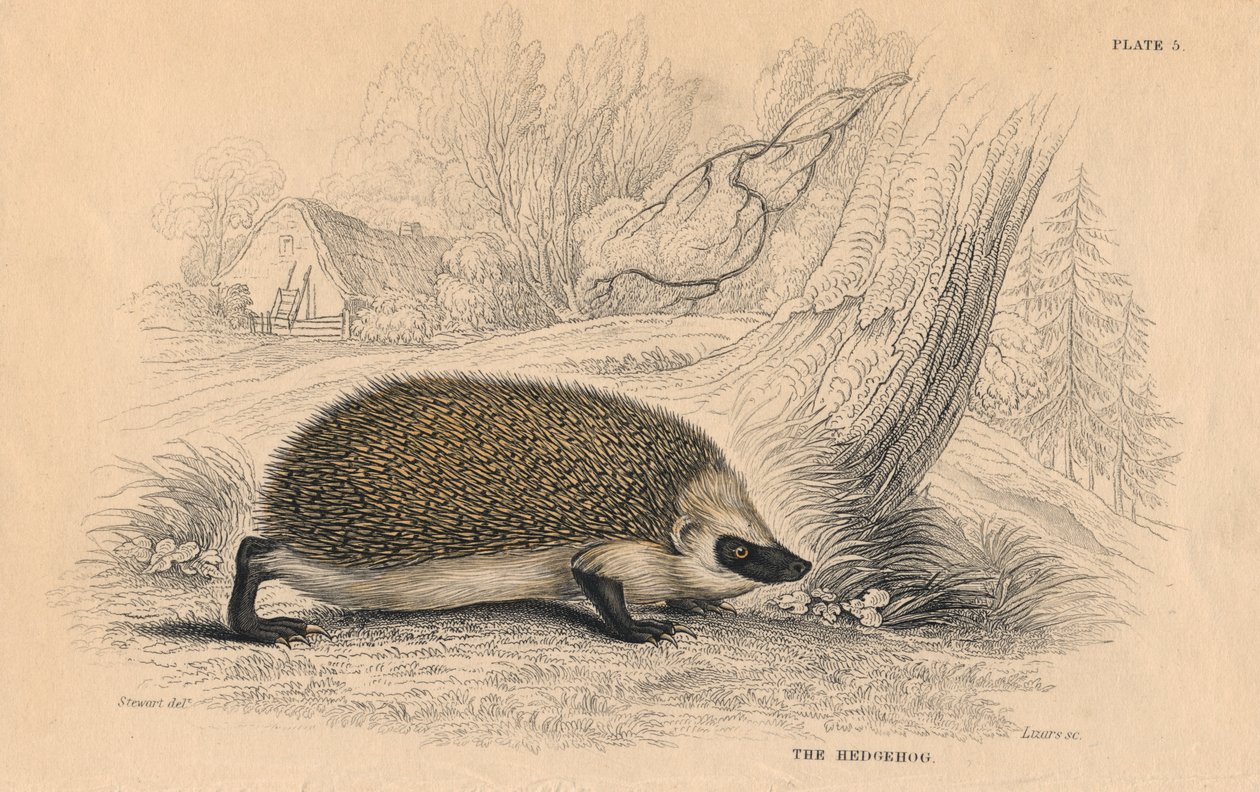 Avrupa Kirpi Erinaceus, 1828 by Unbekannt