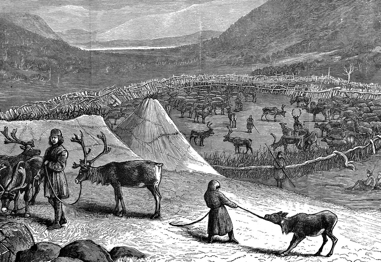 Ren Geyiği Sürüsü, Laponya, 1882 by Unbekannt