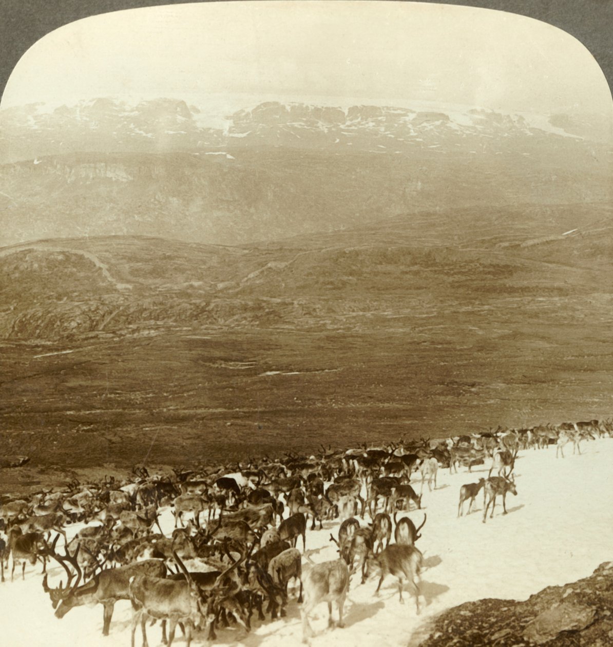 Kuzey vahşilerinin ren geyiği sürüsü ve Hardanger buzulunun karlı tepeleri, Norveç, c1905. by Unbekannt