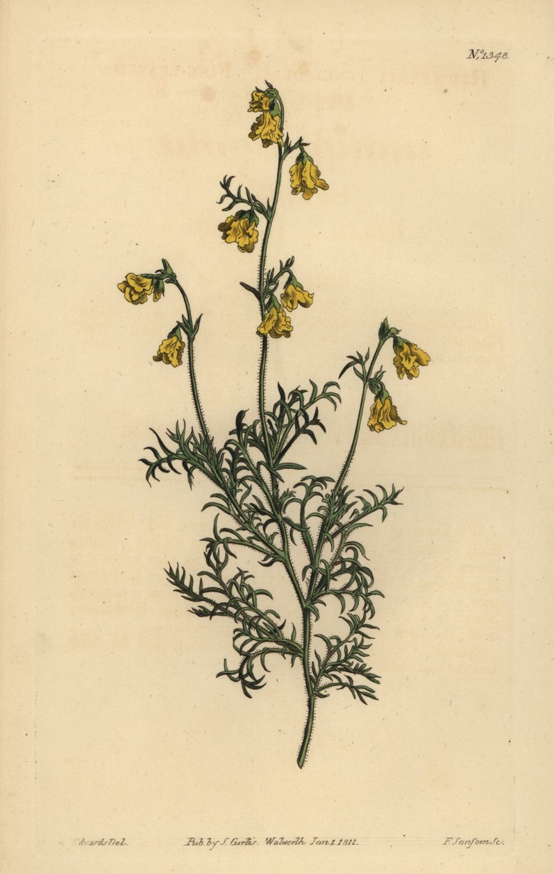 Hermannia confusa (İnce yapraklı fıtık, Hermannia tenuifolia) by Unbekannt