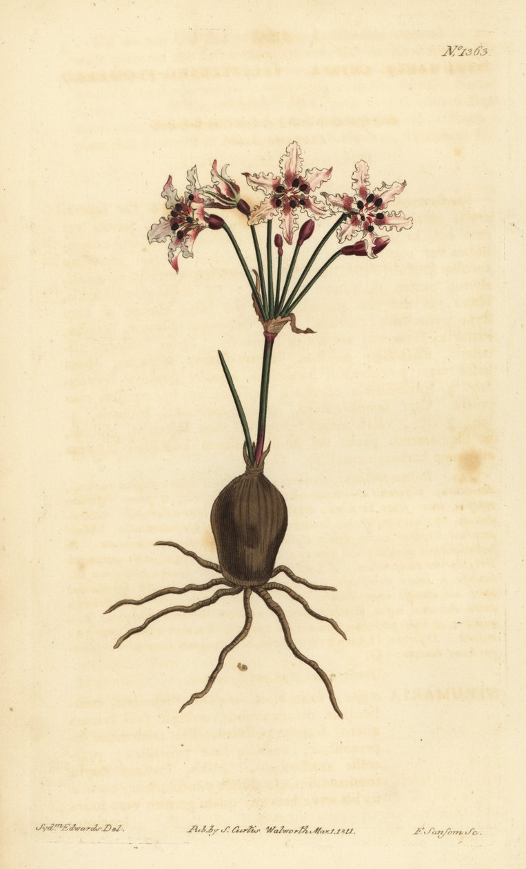Hessea cinnamomea (Işıltılı çiçekli strumaria, Strumariacria) by Unbekannt