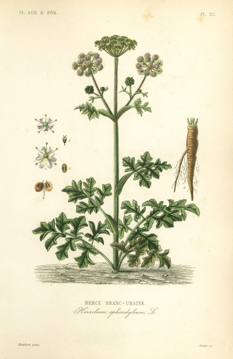 Yaban otu veya yaban havucu, Heracleum sphondylium, berce branc-ursine by Unbekannt