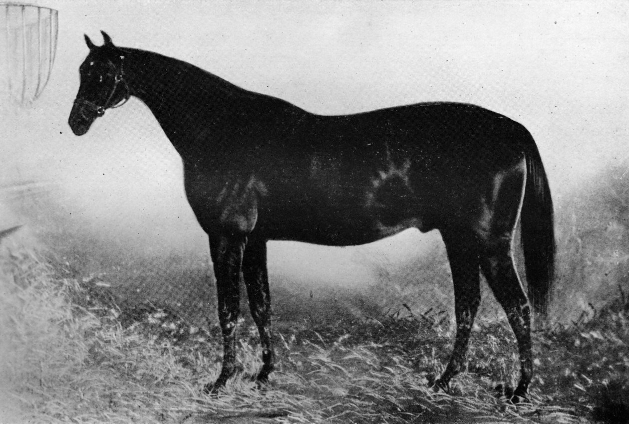 Misafirperverlik, 19. yüzyıl, 1911 by Unbekannt