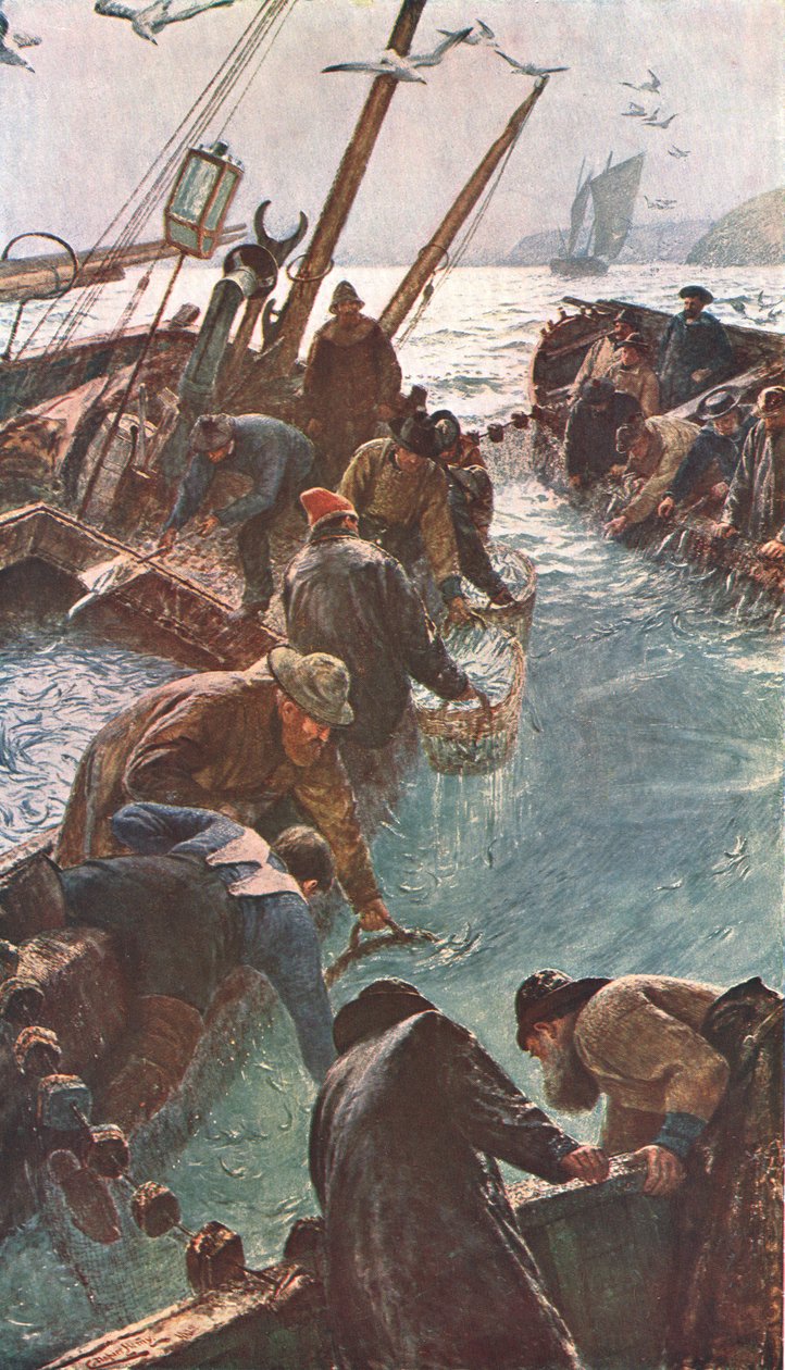 Pilchards