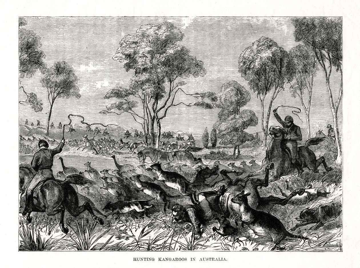 Kanguru avı, Avustralya, 1877 by Unbekannt