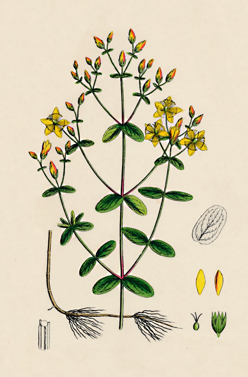 Hypericum Boeticum. Dalgalı yapraklı St. Johns Wort, 19. Yüzyıl by Unbekannt