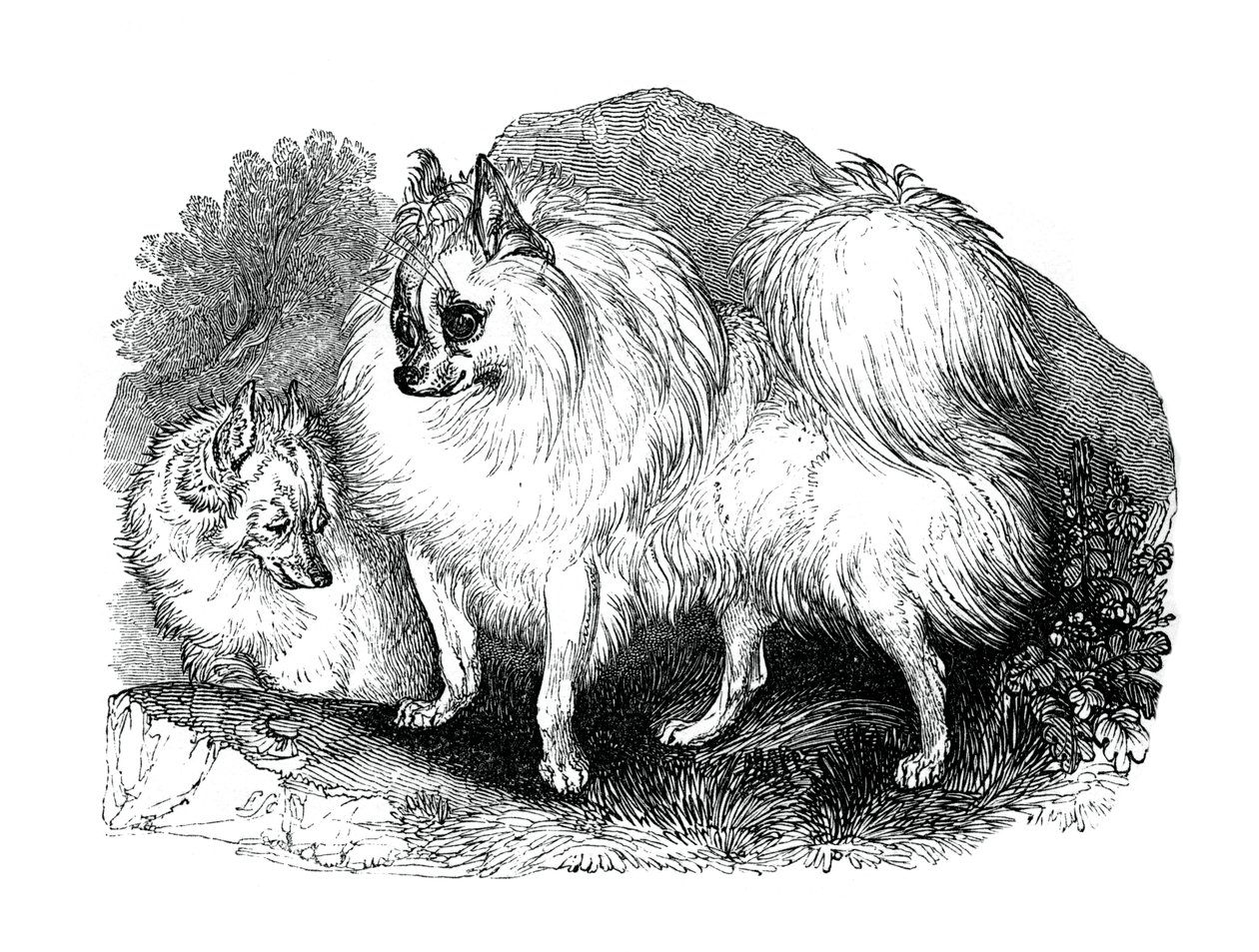 İzlanda köpeği, 1848 by Unbekannt