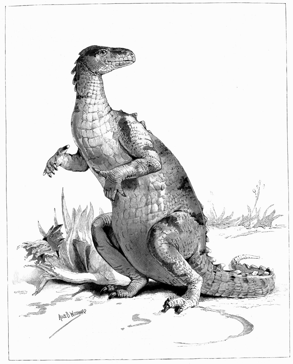İguanodon, 1895 by Unbekannt
