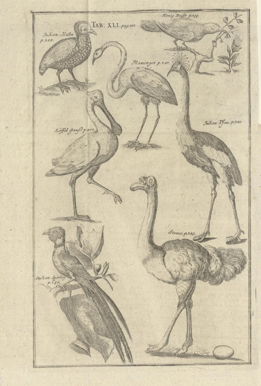Illustrasjon hentet fra boken Vorgebürges des Guten Hope ve Hottentots av Kolb, Peter ve utgitt av bey Peter Conrad Monath (de, 1745) açıklaması by Unbekannt