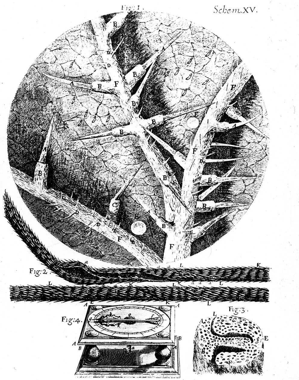 İngiliz mikroskopist Robert Hookes Micrographia