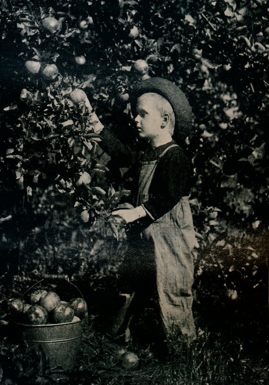 Ontaarios Meyve Bahçelerinden Birinde, c1934 by Unbekannt