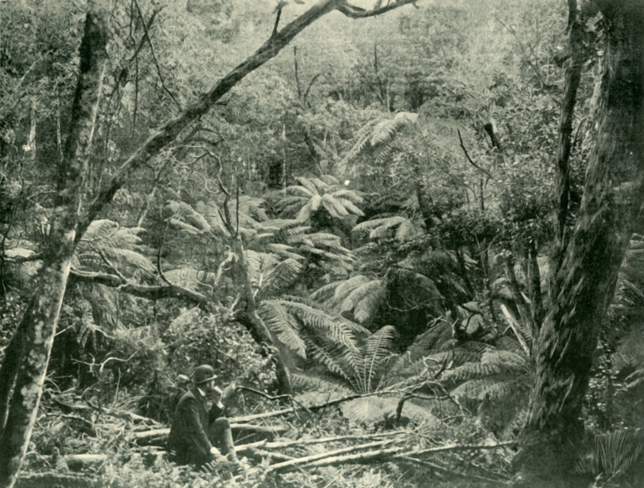 Dandenong Sıradağlarında, 1901. by Unbekannt