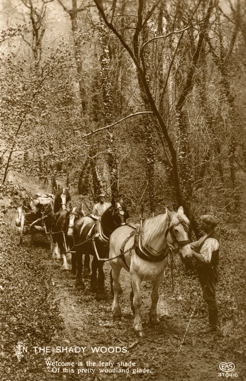 Shady Woods