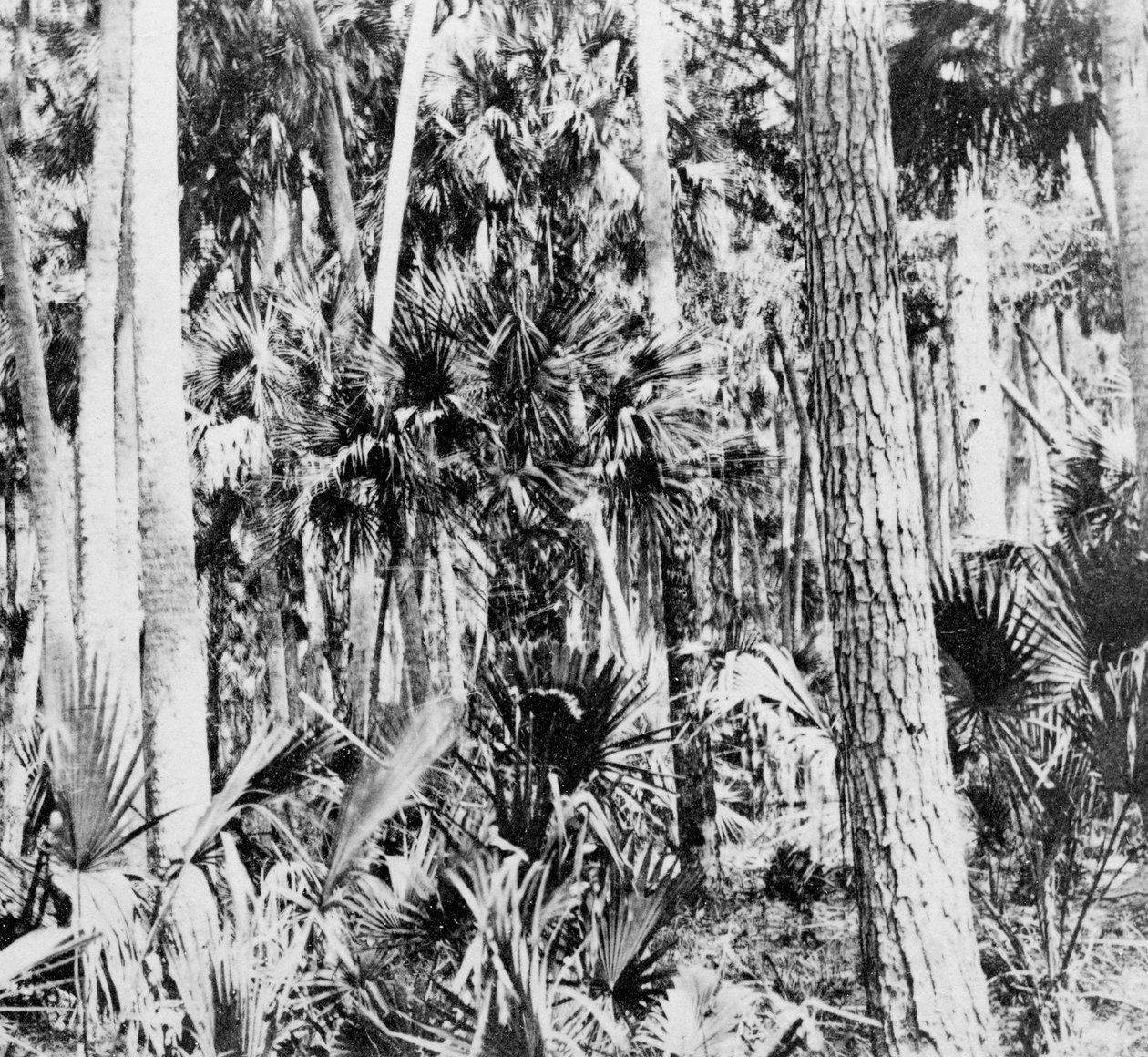 Ormanda, Hindistan, 1900