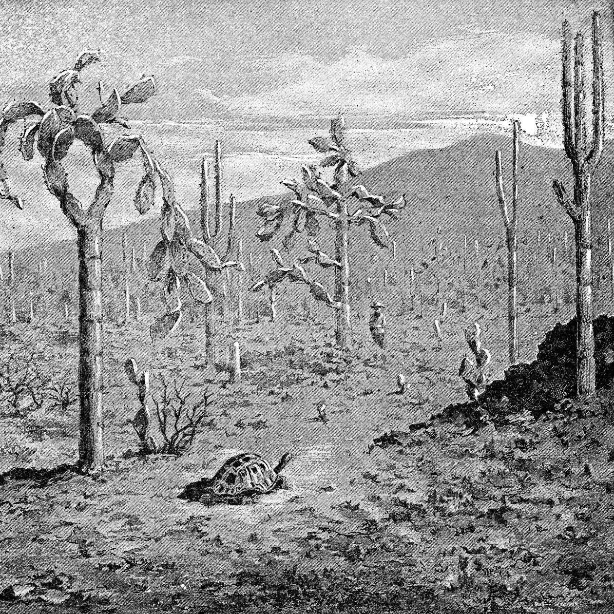 Yorulamaz Ada, Galapagos Takımadaları, 1895 by Unbekannt