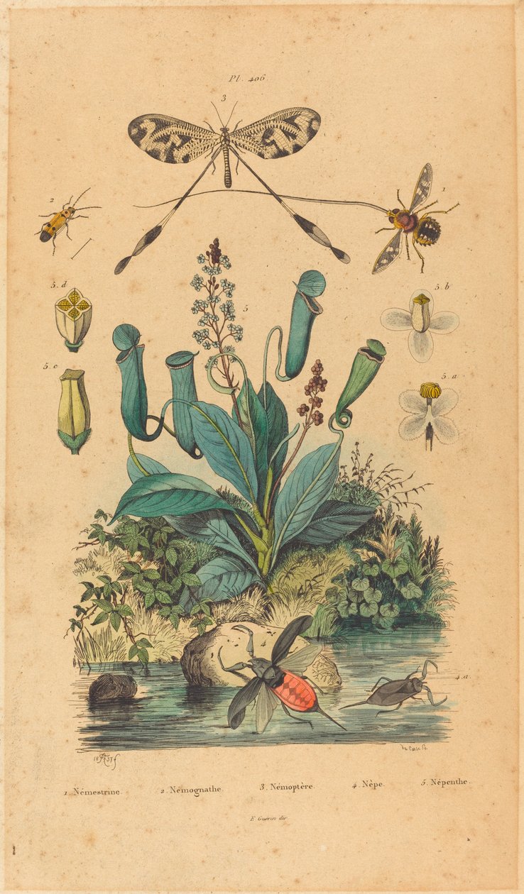 Böcekler ve Çiçekler, 1837