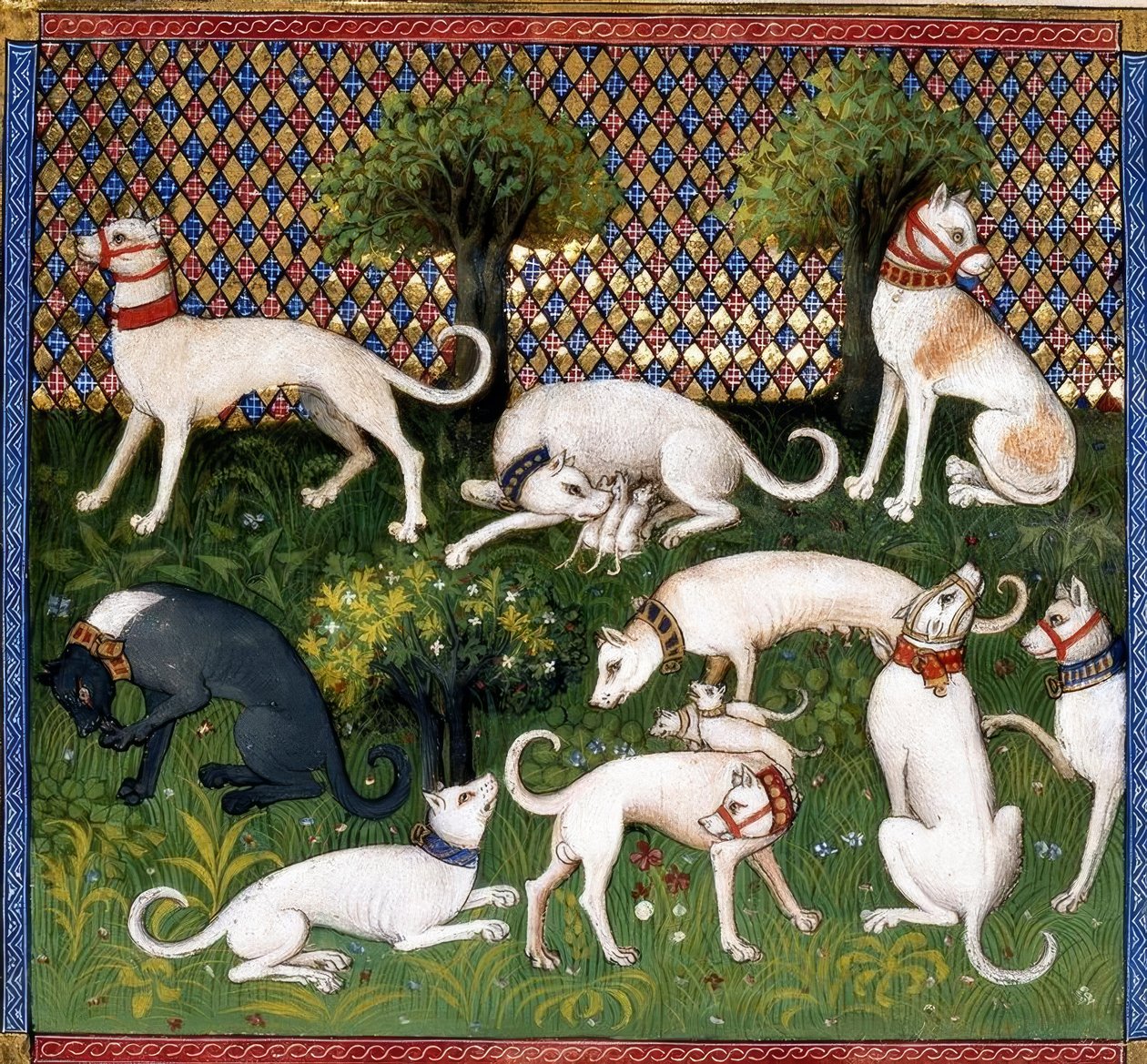 Jagdhunde (Alan) / Av Kitabı by Unbekannt