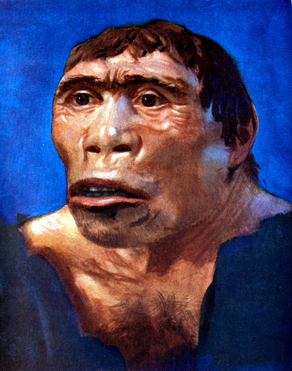 Java Adamı Pithecanthropus erectus by Unbekannt