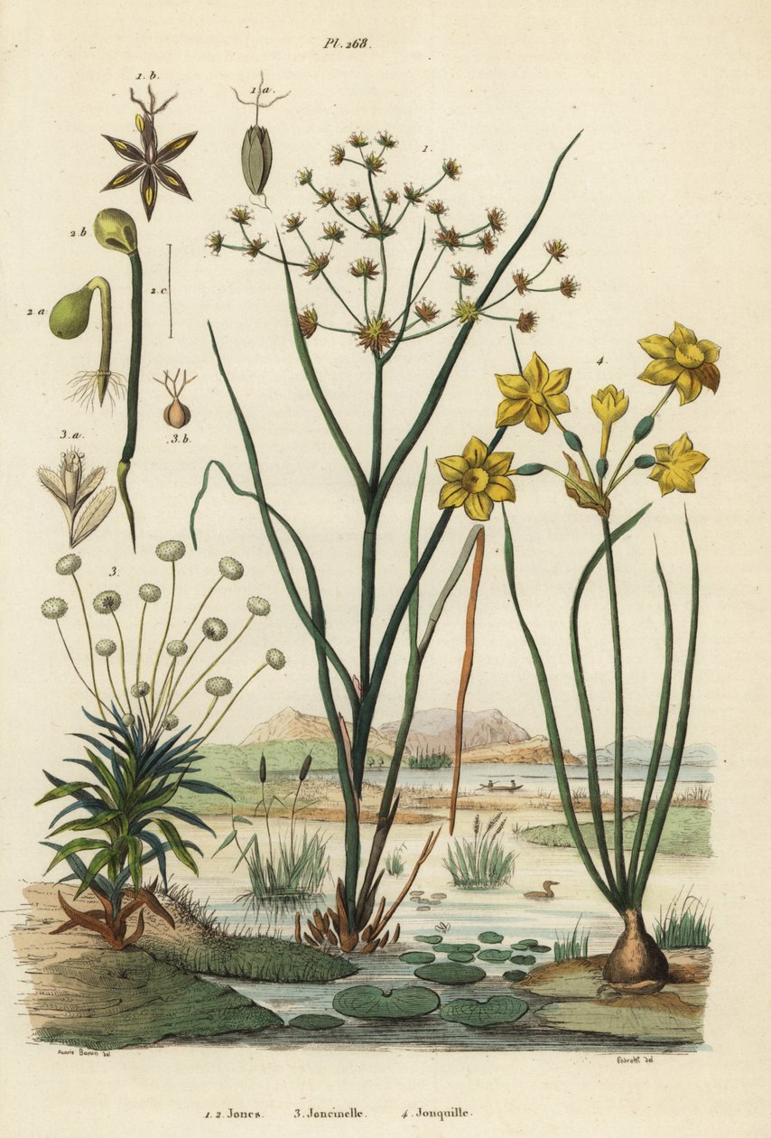 Eklemli acele, Juncus articulatus 1, kurbağa acele, Juncus bufonius 2, pipewort, Paepalathus dendroides 3 ve acele nergis, Narcissus jonquilla 4. Jones, Joncinelle, Jonquille by Unbekannt