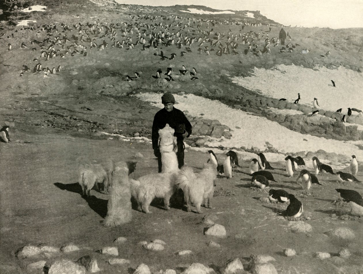 Joyce ve Penguen Rookery'deki Köpekler, c1908, 1909. by Unbekannt