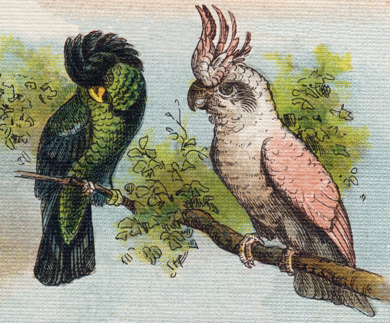 Kakatolar. "Alphabet de ma petite fille" gravürü. Bernardin-Bechet ve Fils, kitapçı-yayıncılar, Paris, 1895 civarı. Tuval üzerine kırılmaz albüm. Bibliotheque des Bebes. 12 sayfa. Bir okuma yöntemi ve açıklayıcı bir abecedary içeren albüm. karartmak: by Unbekannt