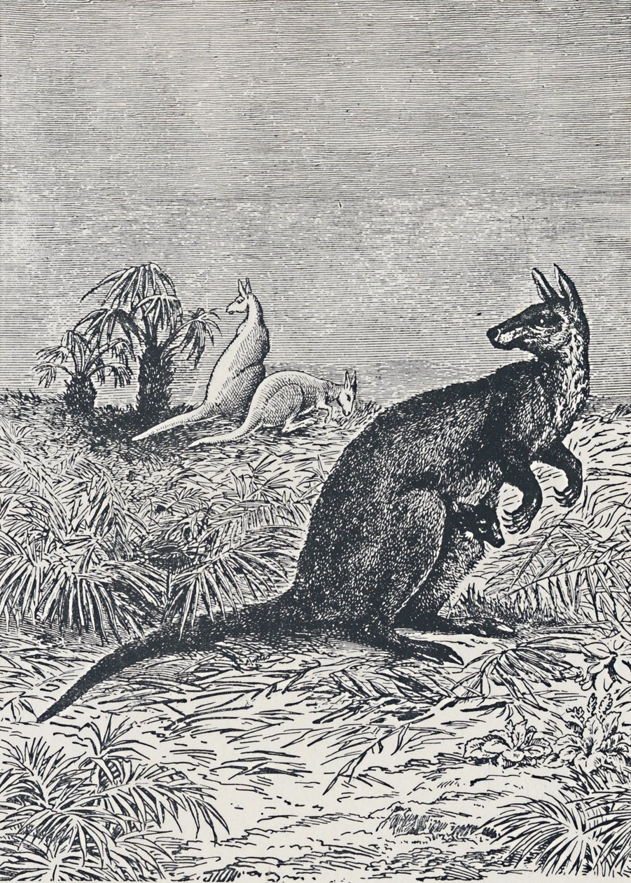 Kanguru, 1924 by Unbekannt