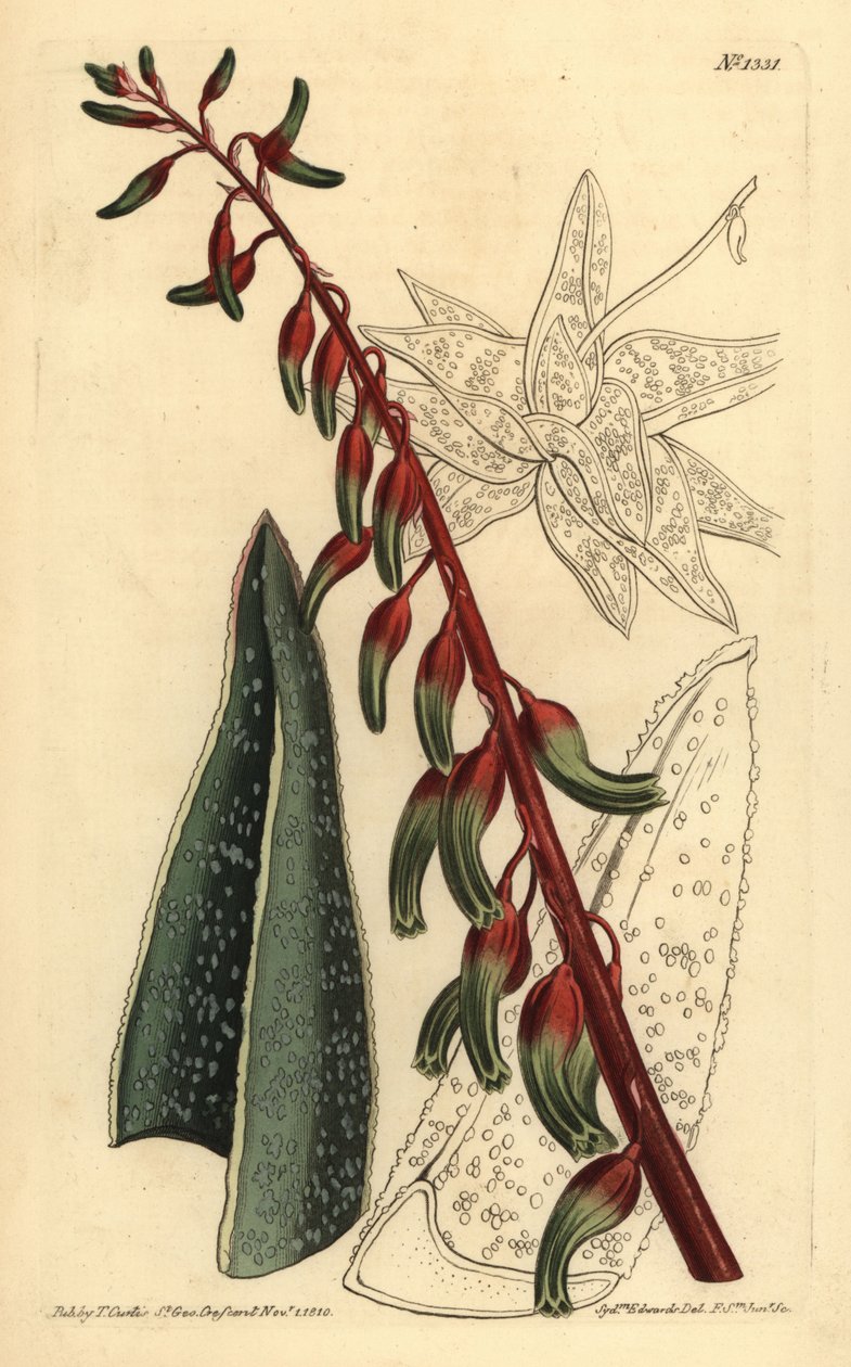 Omurgalı gastronomi, Gasteria carinata by Unbekannt