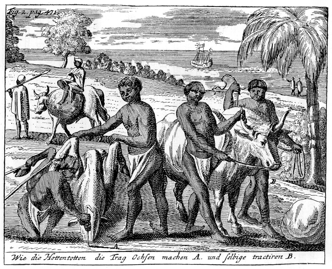 Khoikhois hırsız öküzleri, Güney Afrika, 18. yüzyıl 1931 by Unbekannt