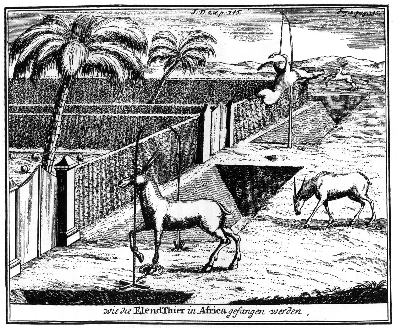 Khoikhois tuzak antilopu, Güney Afrika, 18. yüzyıl 1931 by Unbekannt