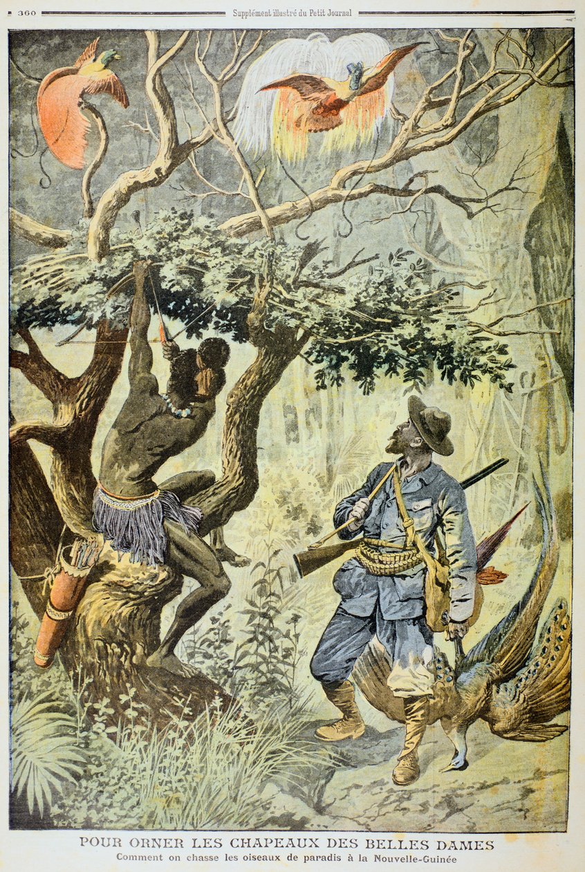 Cennet Kuşlarını Öldürmek, Yeni Gine, 1908 by Unbekannt