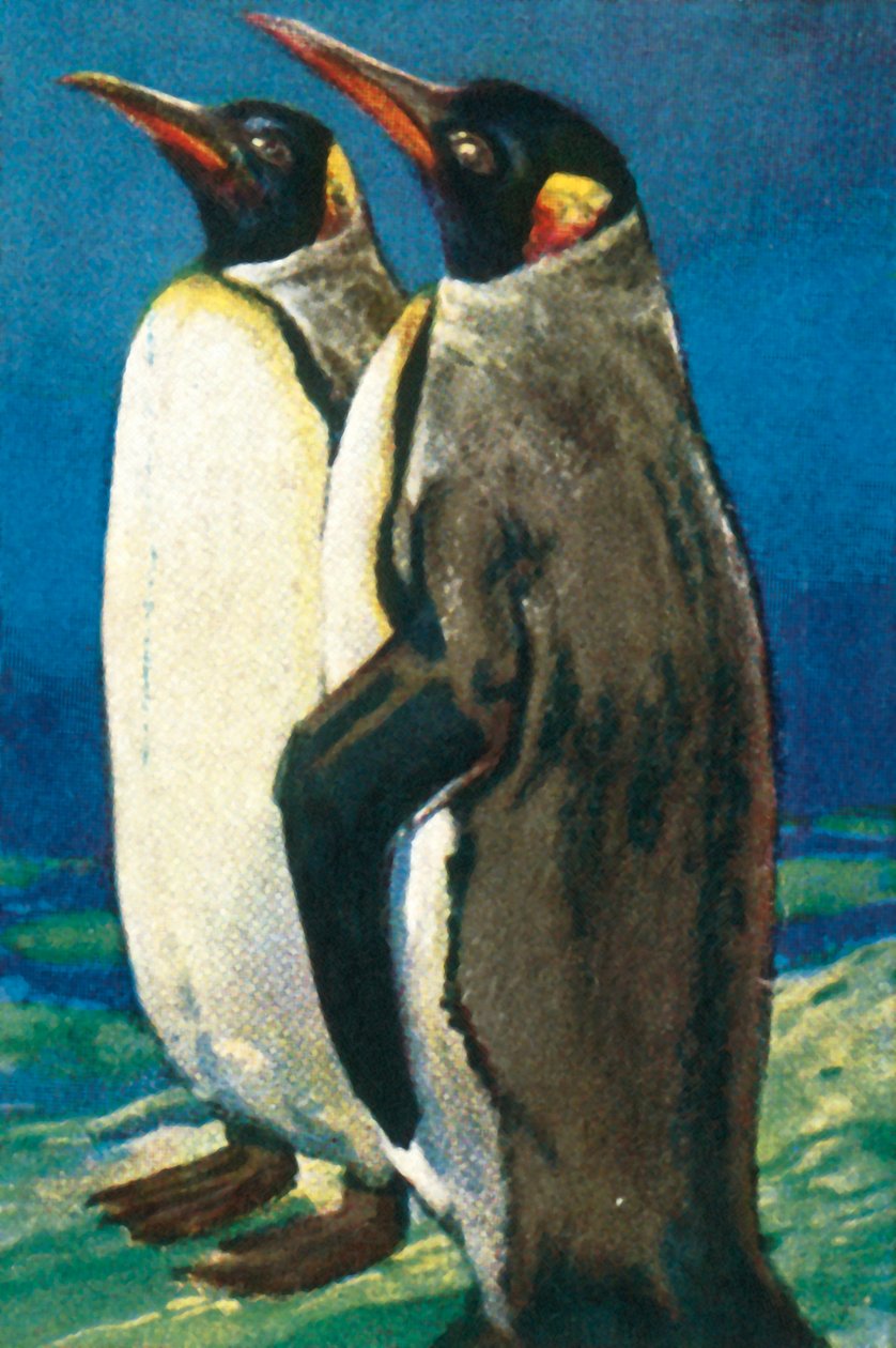 Kral penguenler, c1928. by Unbekannt