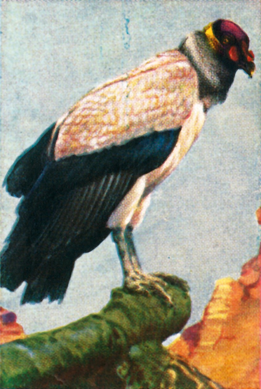 Kral akbaba, c1928. by Unbekannt