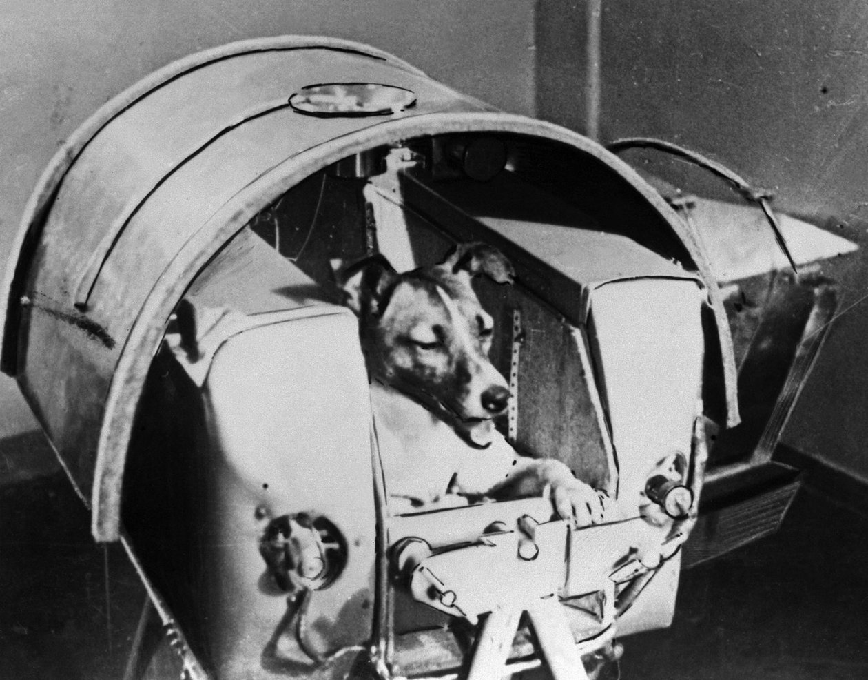 Laika, Rus kozmonot köpeği, 1957 by Unbekannt