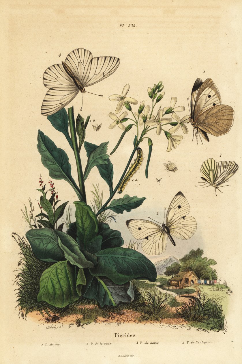 Büyük beyaz, Pieris brassicae 1, küçük beyaz, Pieris rapae 2, yeşil damarlı beyaz, Pieris napi 3 ve siyah damarlı beyaz, Aporia crataegi 4. Pierid kelebekler by Unbekannt