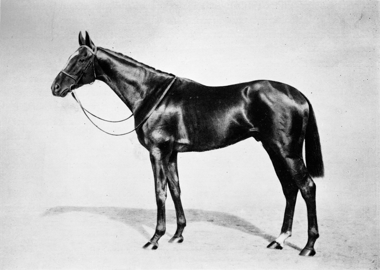 Lemberg, 1911 by Unbekannt