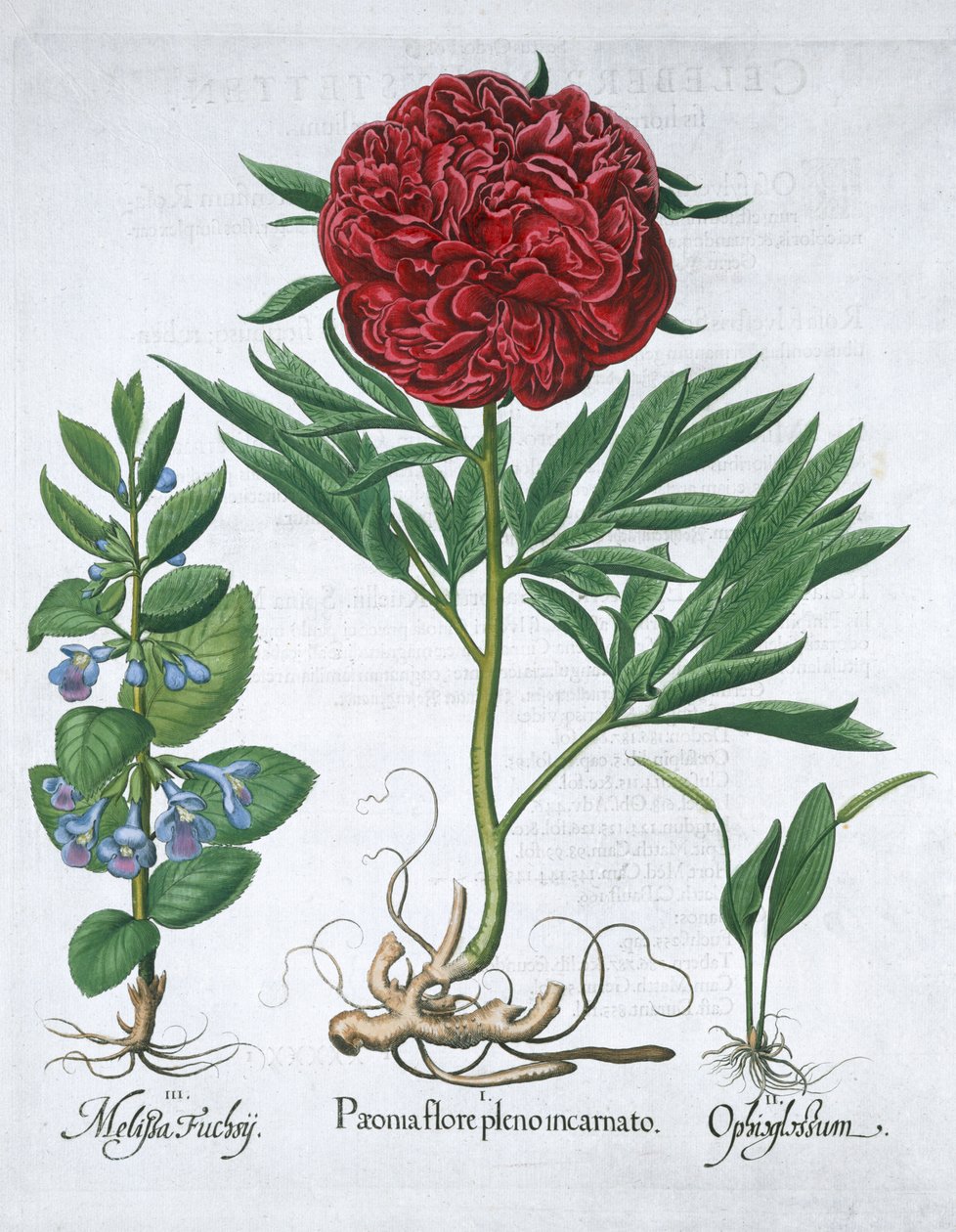 Melisa, Şakayık ve engerek dili eğreltiotu, 1613 by Unbekannt