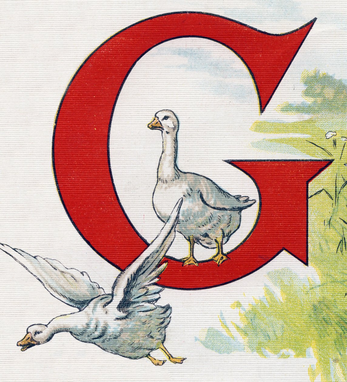 G harfi: İyi ördekler. "ABC L