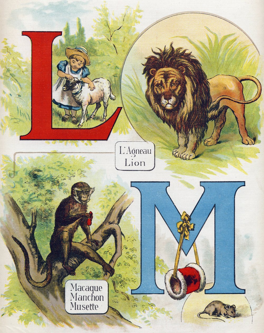 L ve M harfi: kuzu ve aslan, makak, kol ve musette. "ABC L