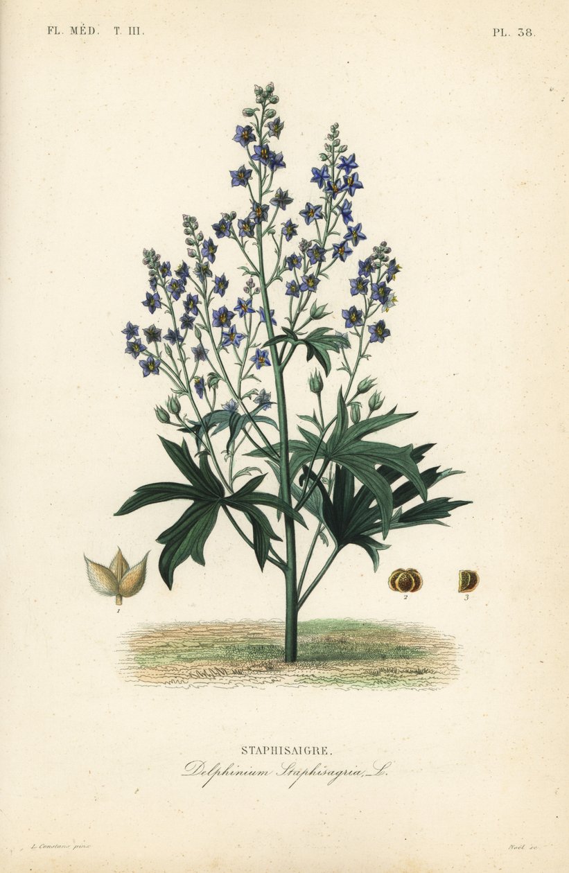 Bene ve Stavessere gibi, Delphinium Staphysagriae, Staphysagri by Unbekannt