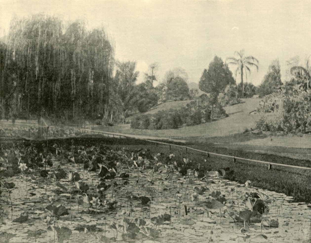 Lily Pond, Brisbane Botanik Bahçeleri, 1901. by Unbekannt
