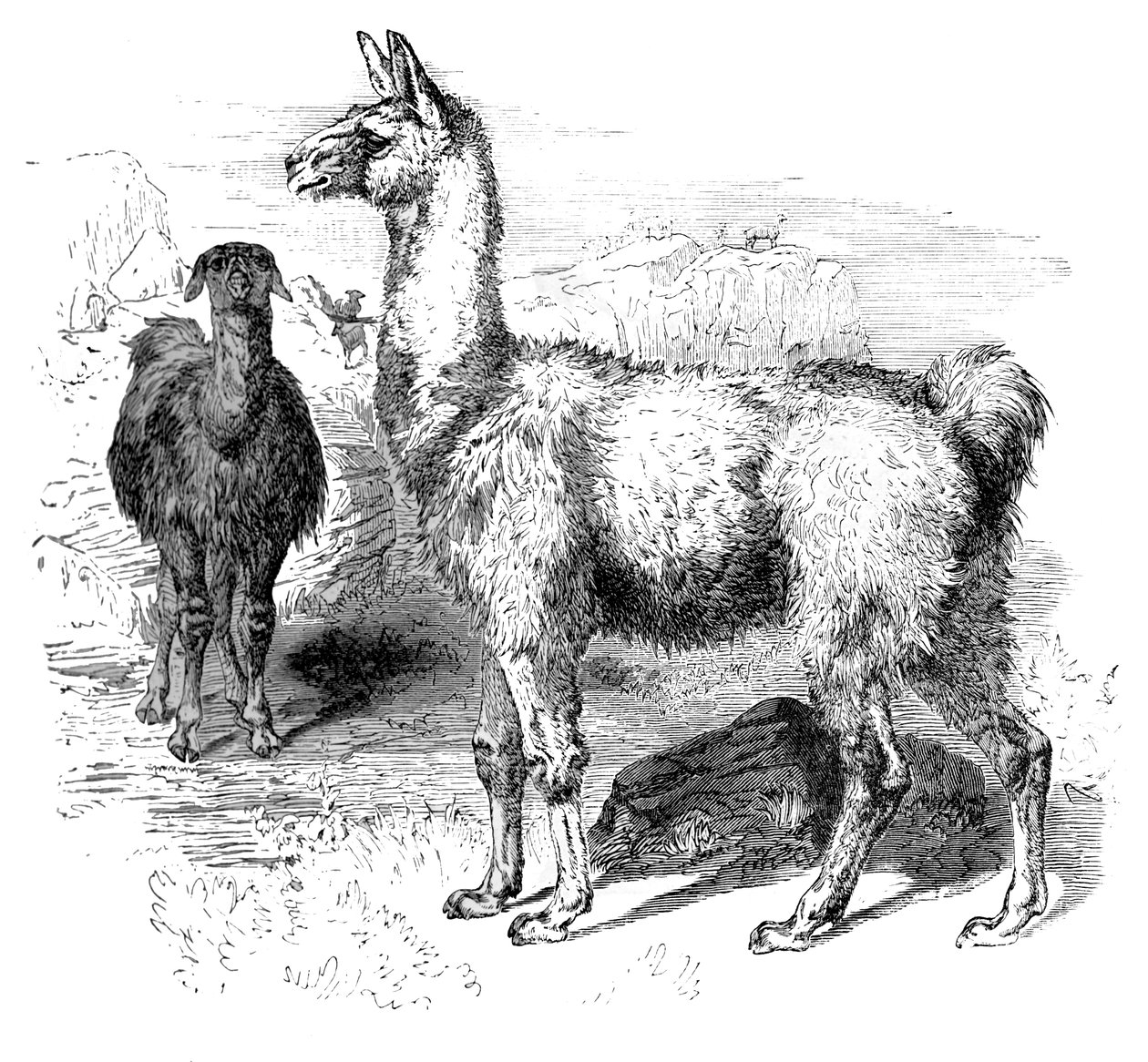 Alevler, c1880 by Unbekannt
