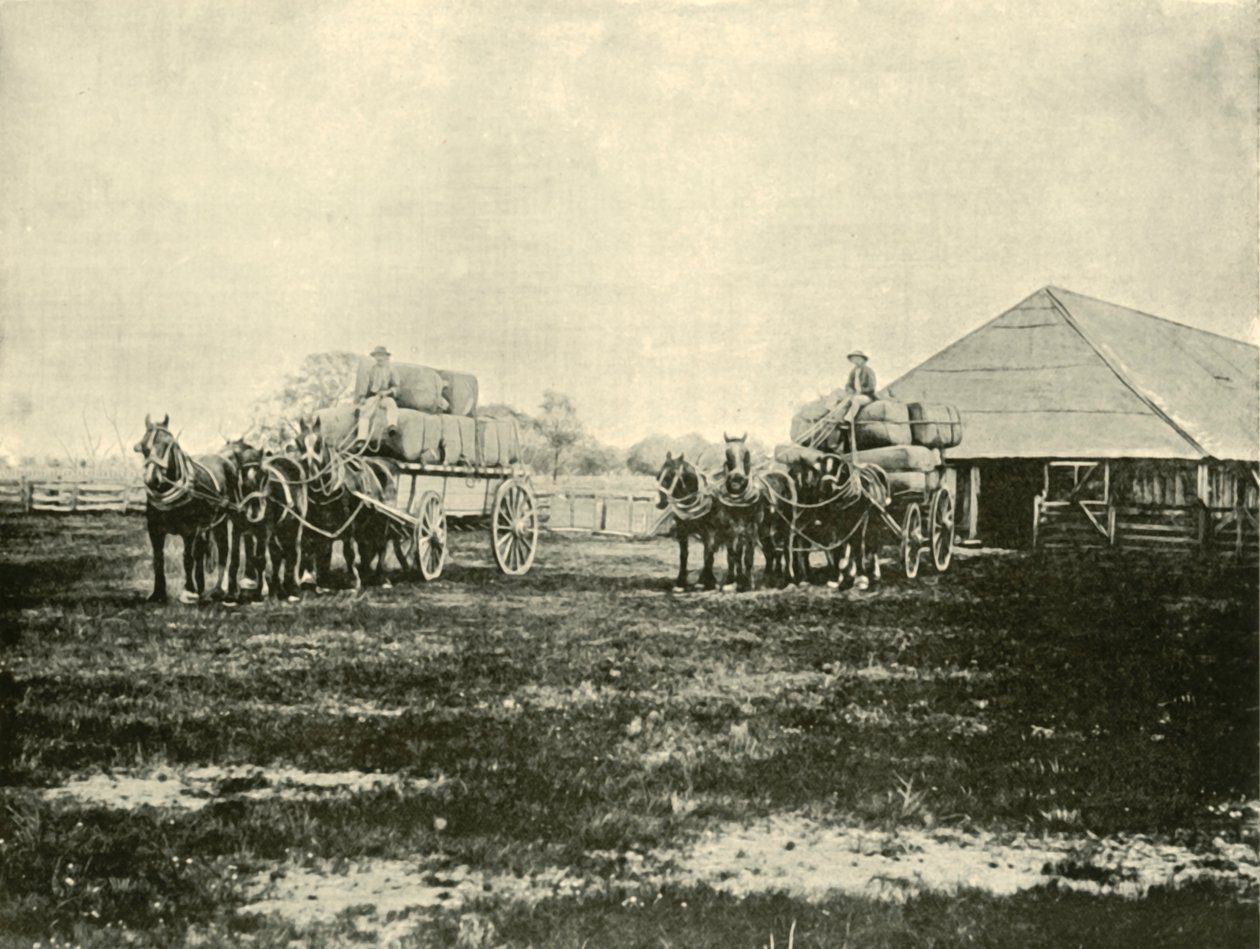 Yün Yükleme, Warrawooh İstasyonu, Wimmera, 1901. by Unbekannt