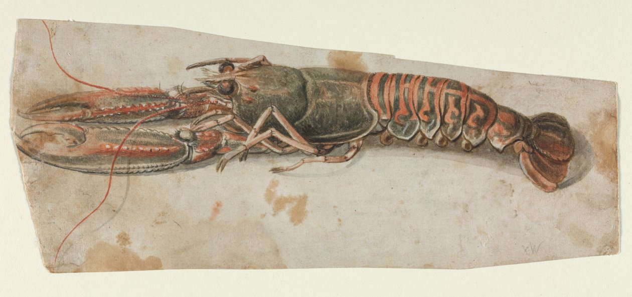 Istakoz, 1600
