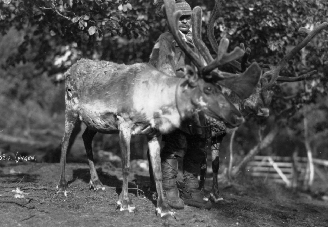 Ren geyiği olan yerel adam, Lyngen, kuzey Norveç, c1920s-c1930s by Unbekannt