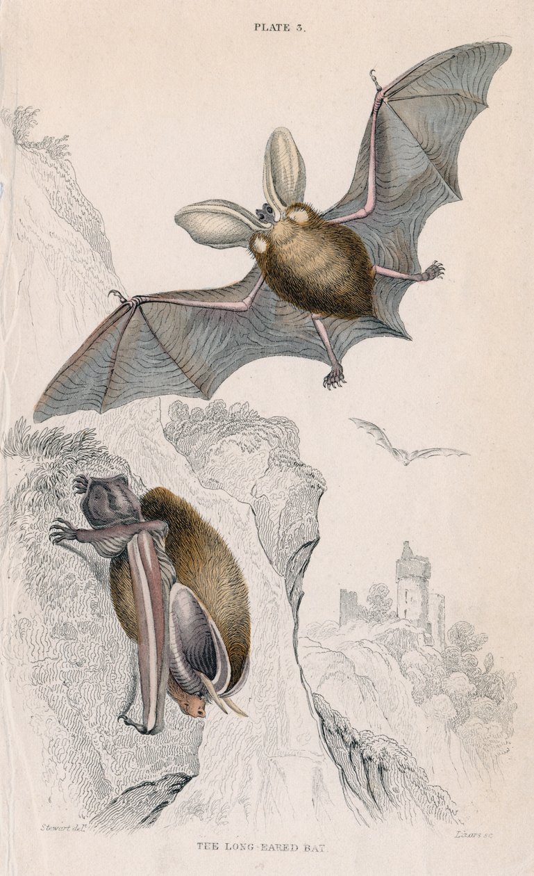 Uzun kulaklı yarasa Plectorus auritus, 1828 by Unbekannt